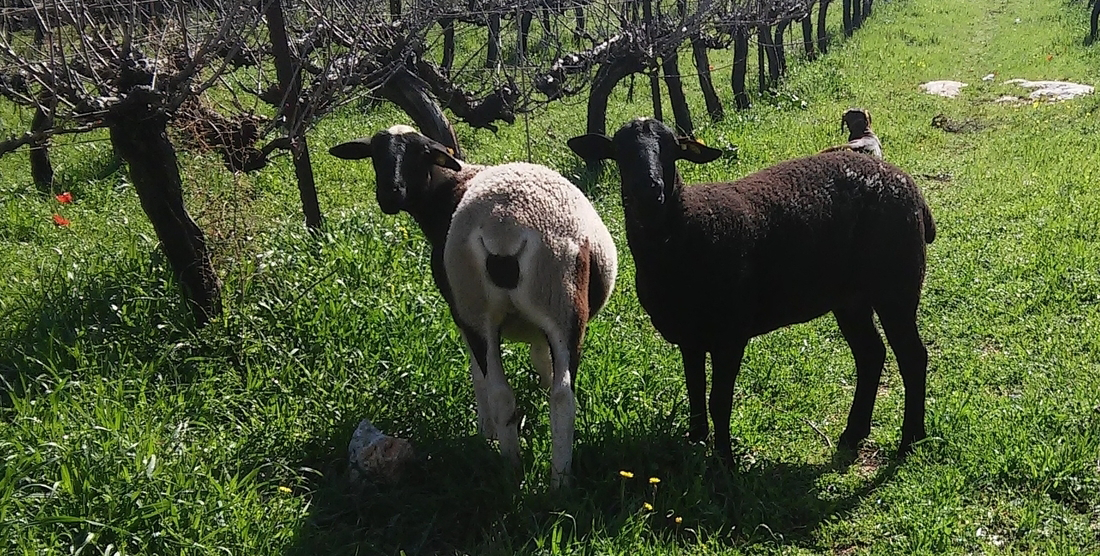 משמעות האדמה