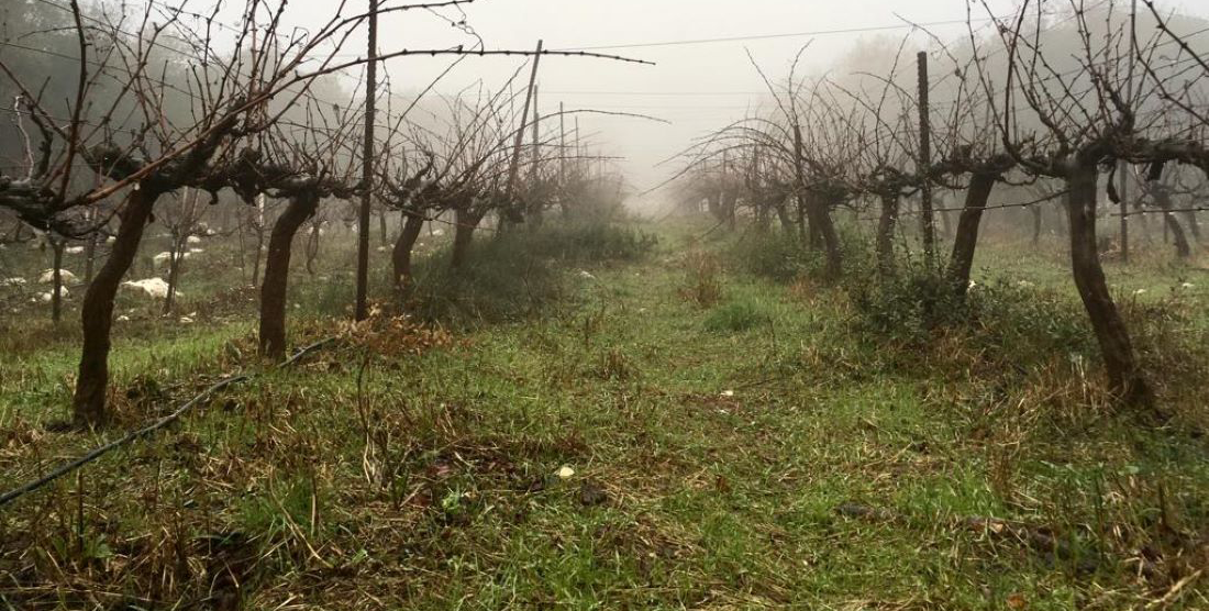 גידול יין - זמירת החורף