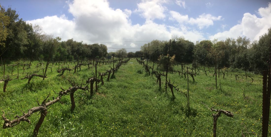 החיים הנסתרים של הגפנים